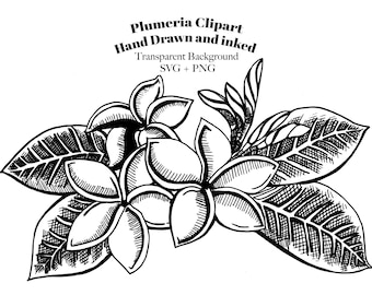 Hand Drawn Plumeria Clipart – Floral Illustration SVG, PNG (Digital Download)