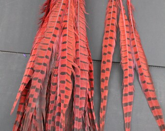 Red Color 20pcs, 14'-16' Ringneck Pheasant Tail Feathers, Long Male Tail Feathers