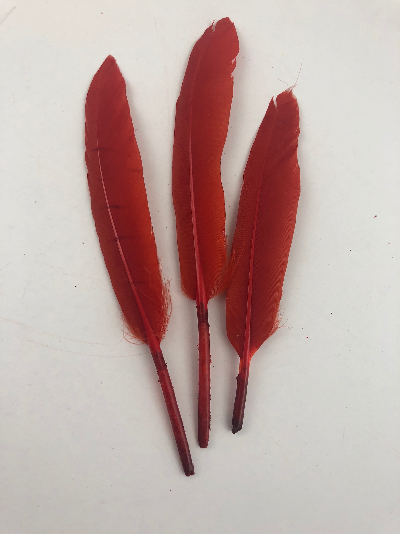 25 PCS Red Duck Feathers 46 Inch Long Natural Duck Feathers Etsy