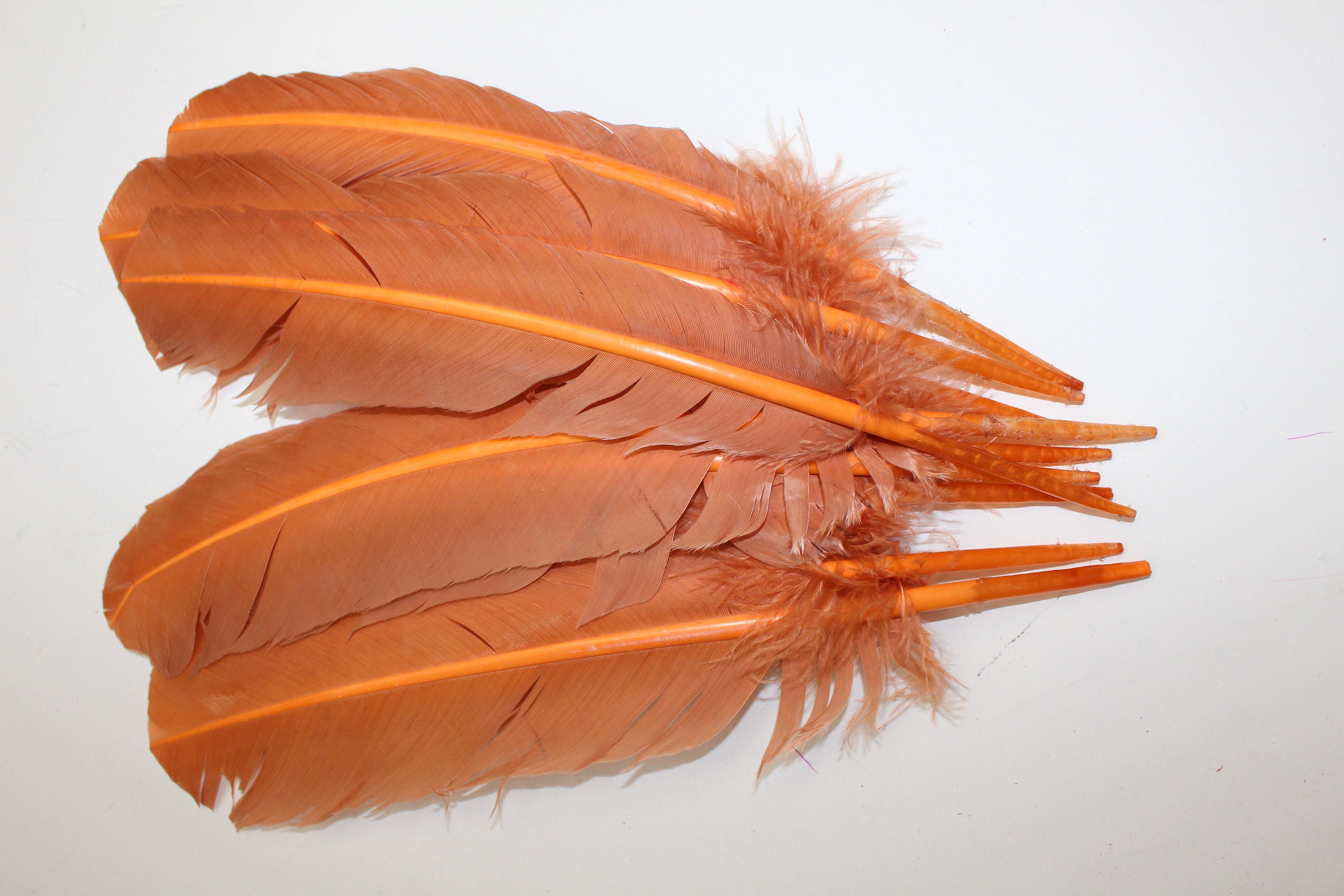 Buy 20 Pcs White 10-12 Inch Turkey Quill Feathers, Primary Wing Quill Large  Feathers Craft Costume, Wholesale Feather Supplier Online in India 