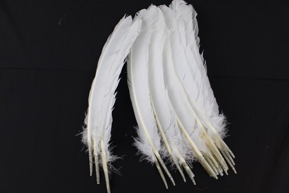 Buy 20 Pcs White 10-12 Inch Turkey Quill Feathers, Primary Wing Quill Large  Feathers Craft Costume, Wholesale Feather Supplier Online in India 