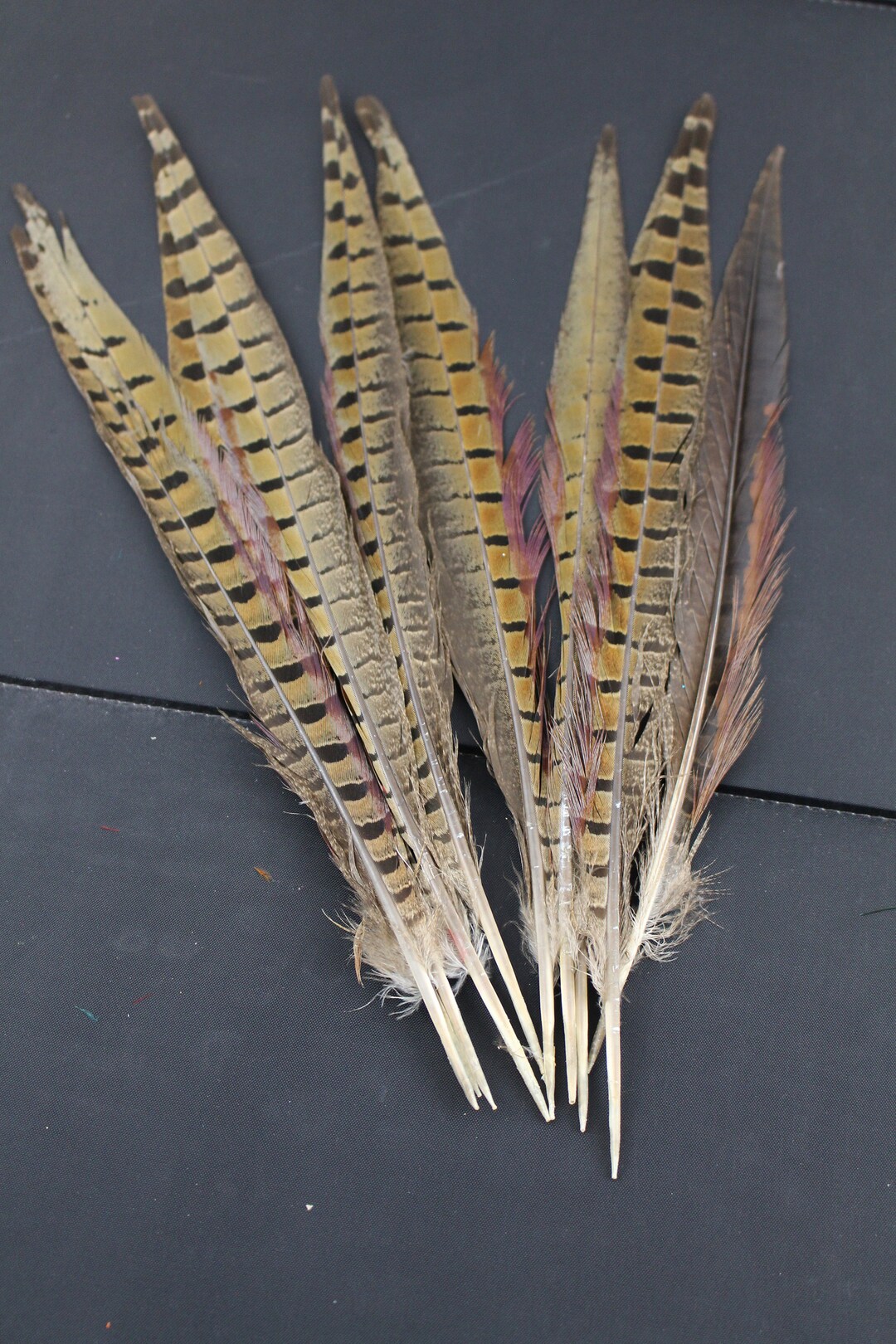 Nature Color 20pcs, Ringneck Pheasant Tail Feathers, Long Male Tail