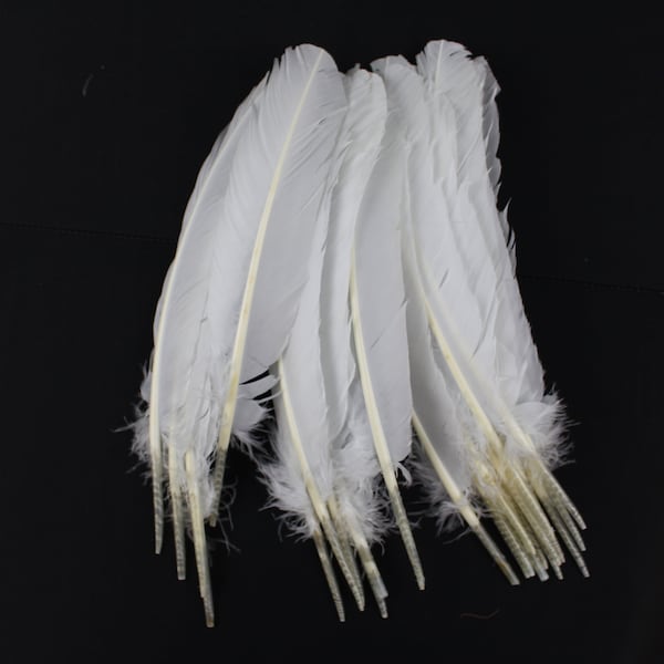 Turkey Wing Feathers - Etsy