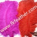 see more listings in the Ostrich Feather section