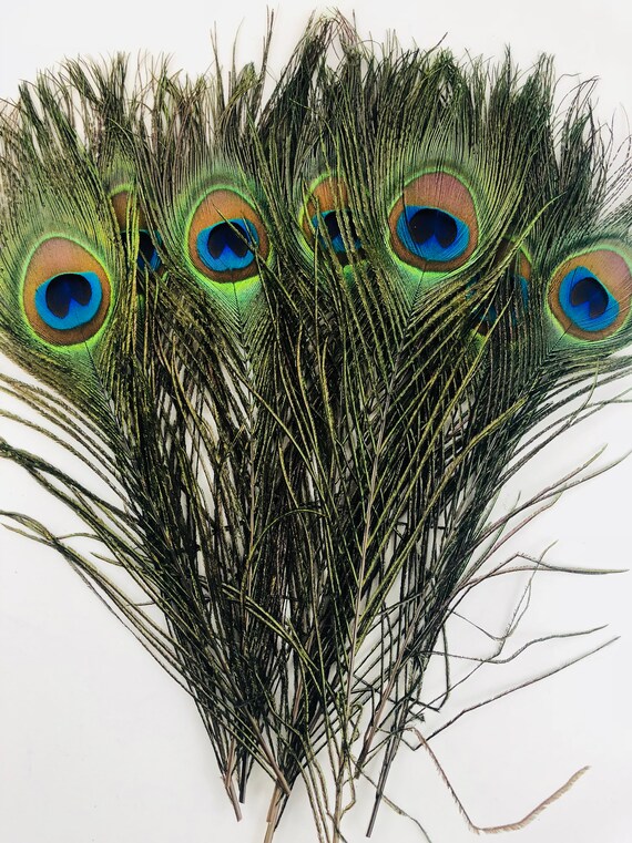 Vivian Beautiful Natural Peacock Feathers Eye Peacock Tail Feathers 10-12 Pack of 20pcs