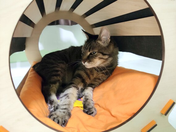 modern cat beds