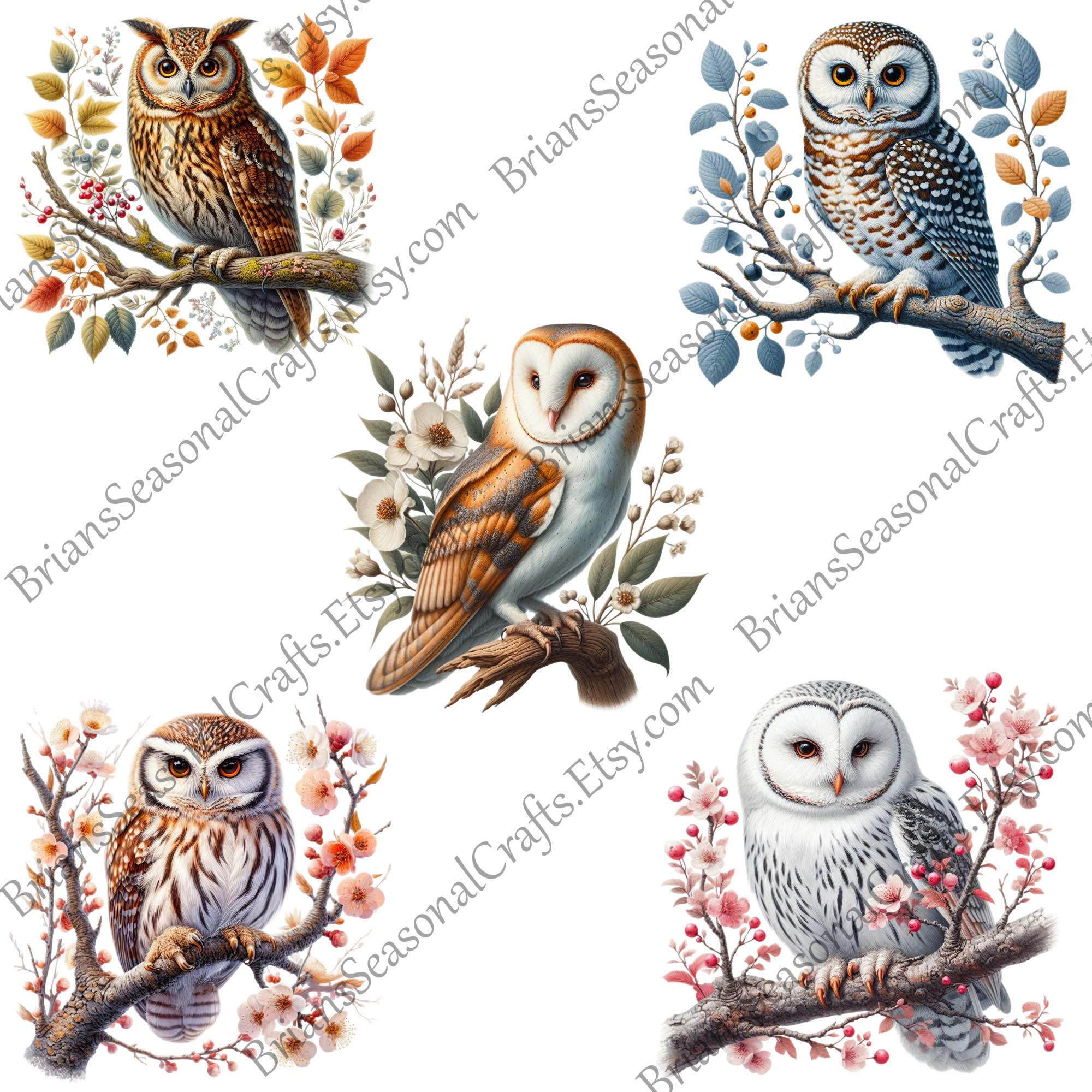 15 Owls - PNG