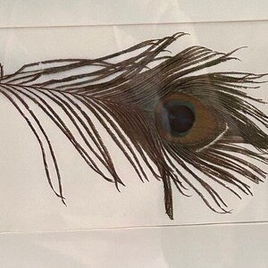 Single Peacock Feather Art Print