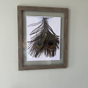Two Peacock Feathers Art Print