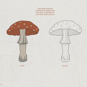 May include: A red and white mushroom with white spots on the cap. The mushroom is illustrated in both color and line art.