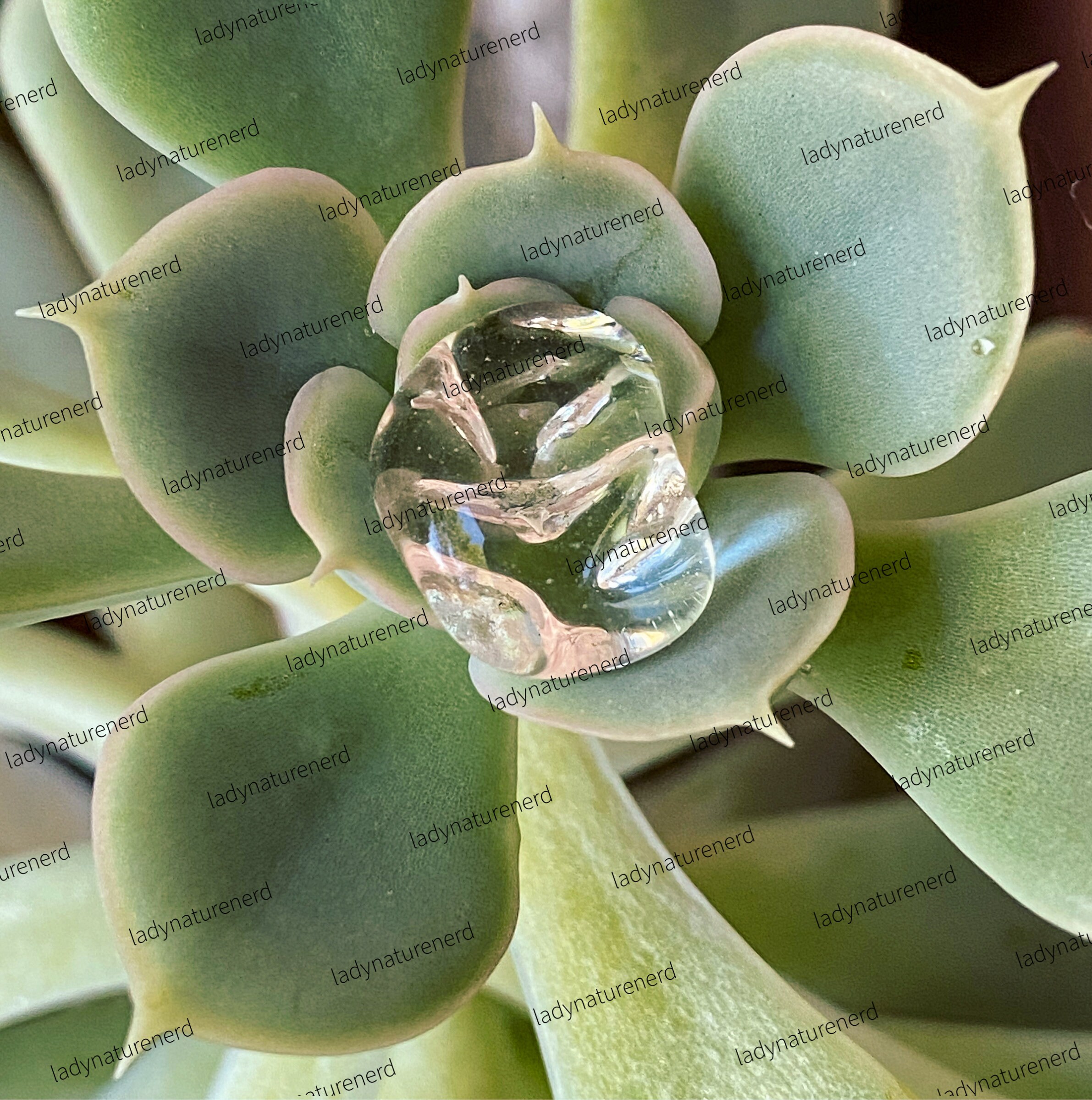 PRINTABLE DOWNLOAD Succulent - Etsy