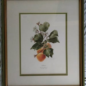 Anne Ophelia Dowden Apricot Framed Print Rare Anne Dowden Plate Print