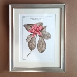 May include: A framed botanical illustration of a pink flower with brown leaves. The illustration is titled "Magnolia alba, var. latifolia" and includes a description of the plant in Latin.