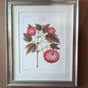 May include: A framed botanical illustration of a pink hydrangea flower with brown leaves. The illustration is titled "Viburnum opulus var. roseum" and includes the text "Rose-colored Guelder Rose, with pink flowers, common in the gardens of France & Italy."