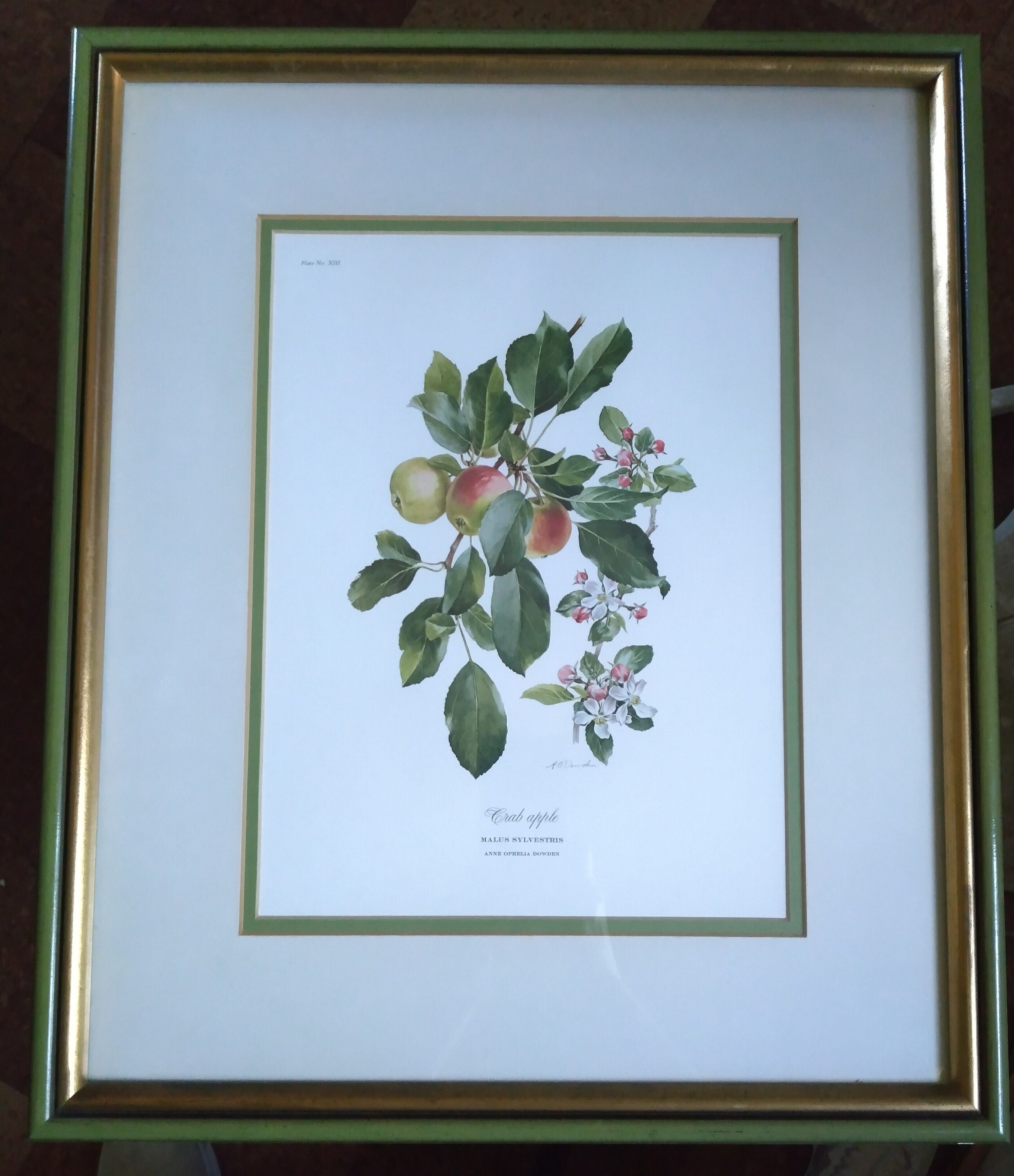 Anne Ophelia Dowden Rare Framed Botanical Fruit Print Crab Apple