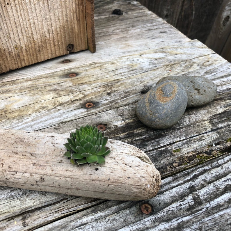 Driftwood Potted Succulent Potted Succulents Succulents