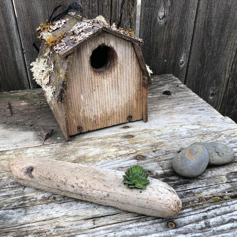 Driftwood Potted Succulent Potted Succulents Succulents