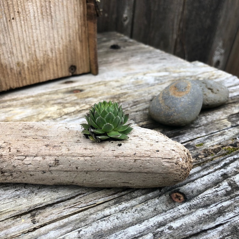 Driftwood Potted Succulent Potted Succulents Succulents