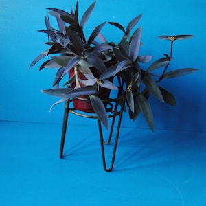 May include: A houseplant with dark purple leaves in a red pot, set on a black metal plant stand. The stand has three legs. The background is a solid blue. The plant stand is approximately 20 cm tall.