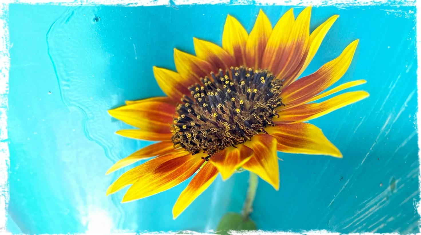 SunfaceVintage - Etsy