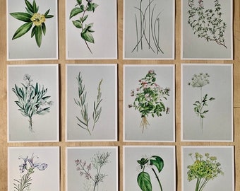 FINE HERBS Flowers - 12 postcards - postal cards - flowers - herbs