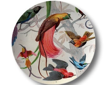 Bird Dinner Plate,durable indoor/outdoor tableware,colorful kitchen decor,microwave oven safe,vintage inspired patio plates #100