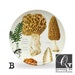 Mushroom Dinner Plates,ThermoSāf® dinnerware,woodland art plates,botanical dinner plates,microwave safe plate #710 