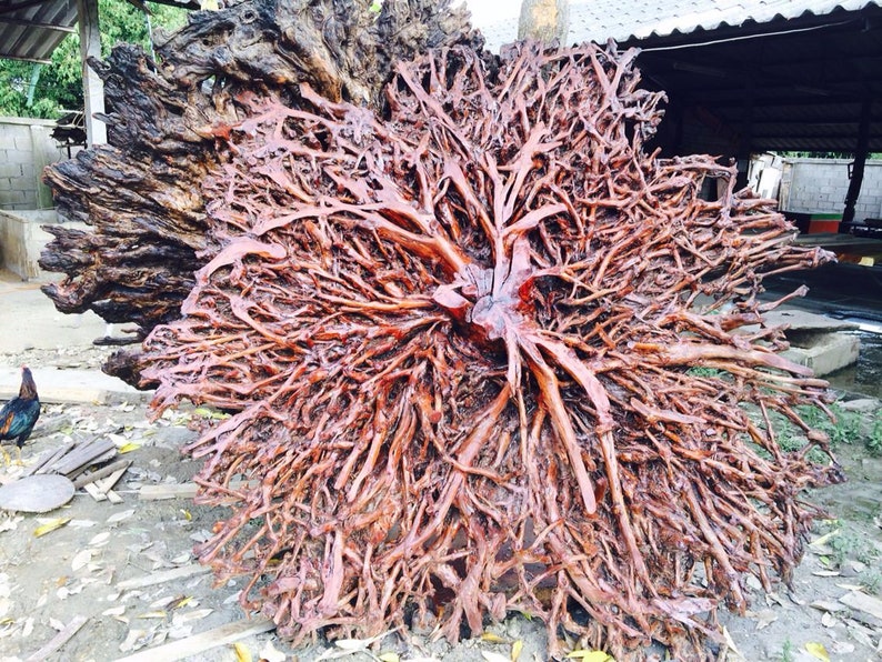 Lychee Tree Root Decoration Tree Root Stand Decoration Etsy