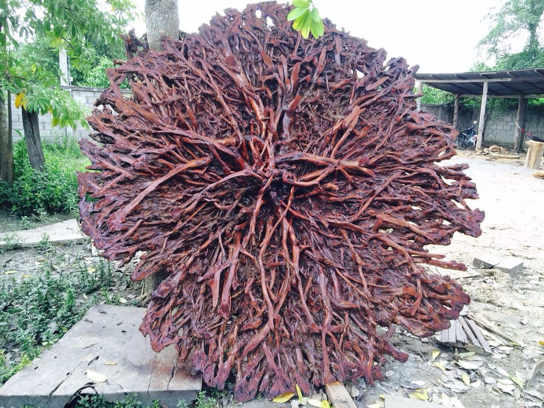 Lychee Tree Root Decoration Tree Root Stand Decoration Living Room