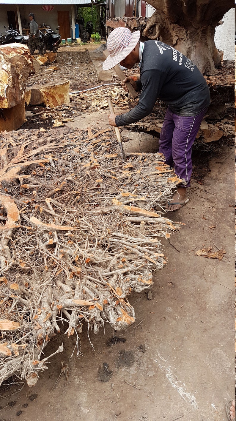 Lychee Tree Root Decoration Tree Root Stand Decoration Etsy