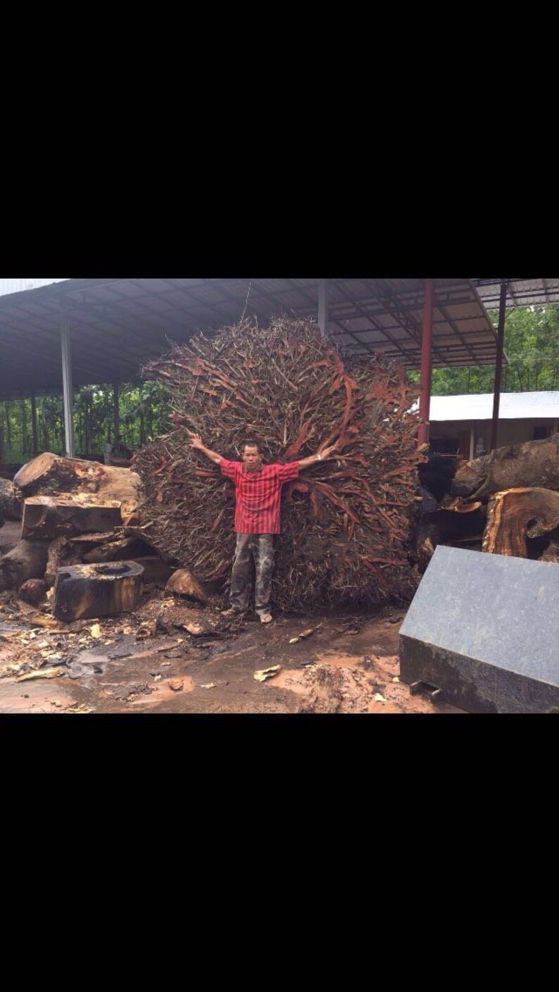 Lychee Tree Root Decoration Tree Root Stand Decoration Etsy