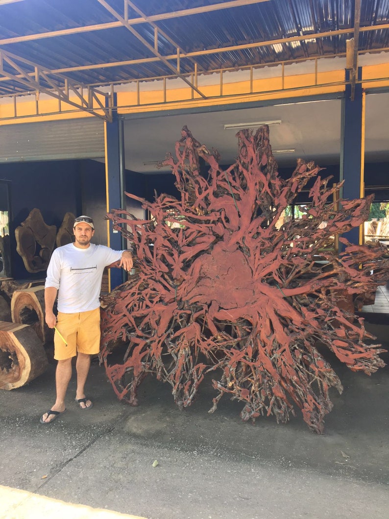 Lychee Tree Root Decoration Tree Root Stand Decoration Etsy