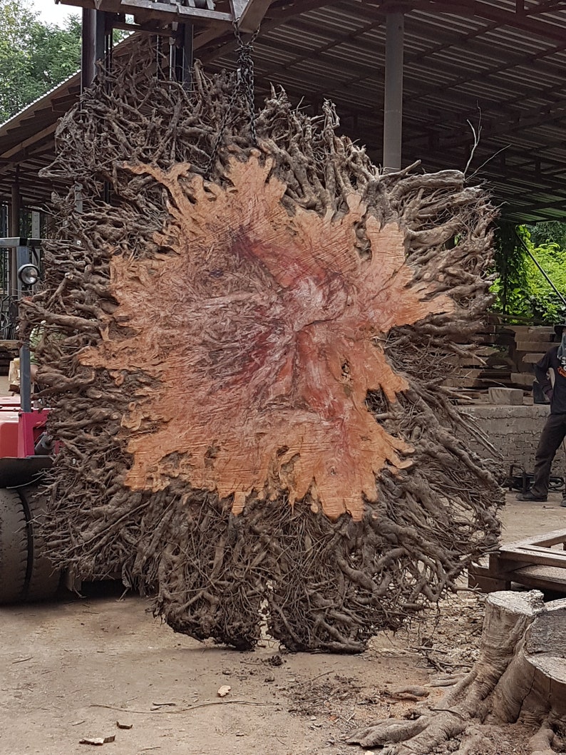 Lychee Tree Root Decoration Tree Root Stand Decoration Etsy