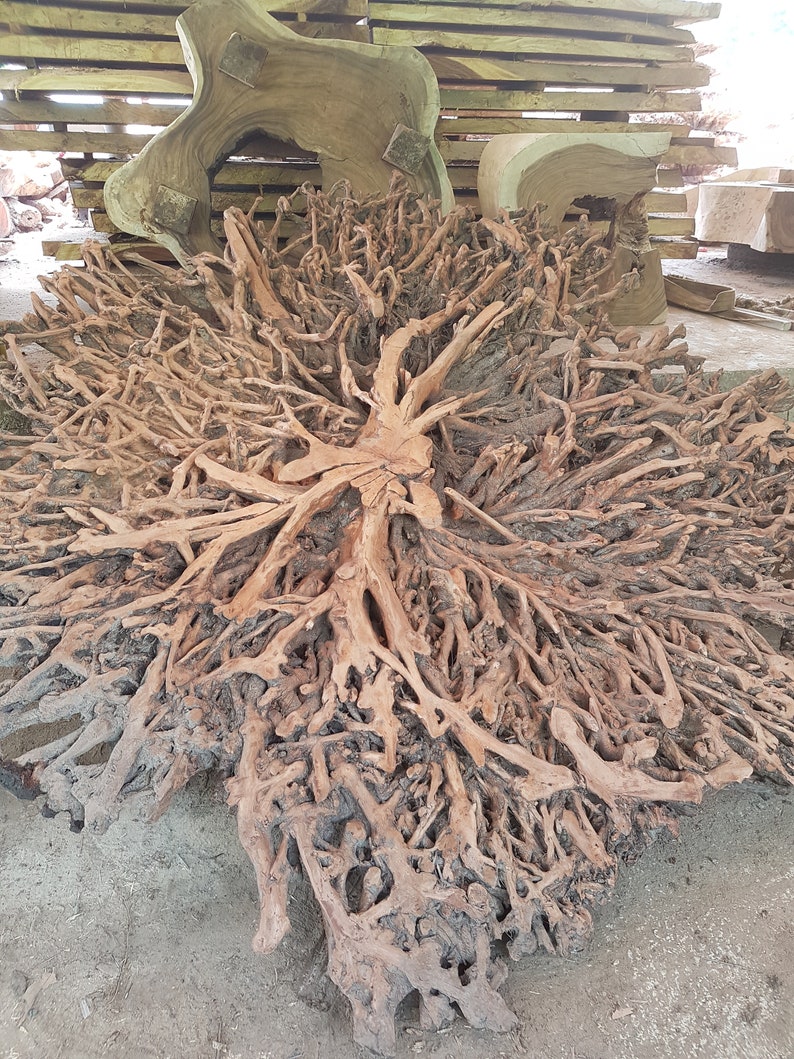Lychee Tree Root Decoration Tree Root Stand Decoration Etsy