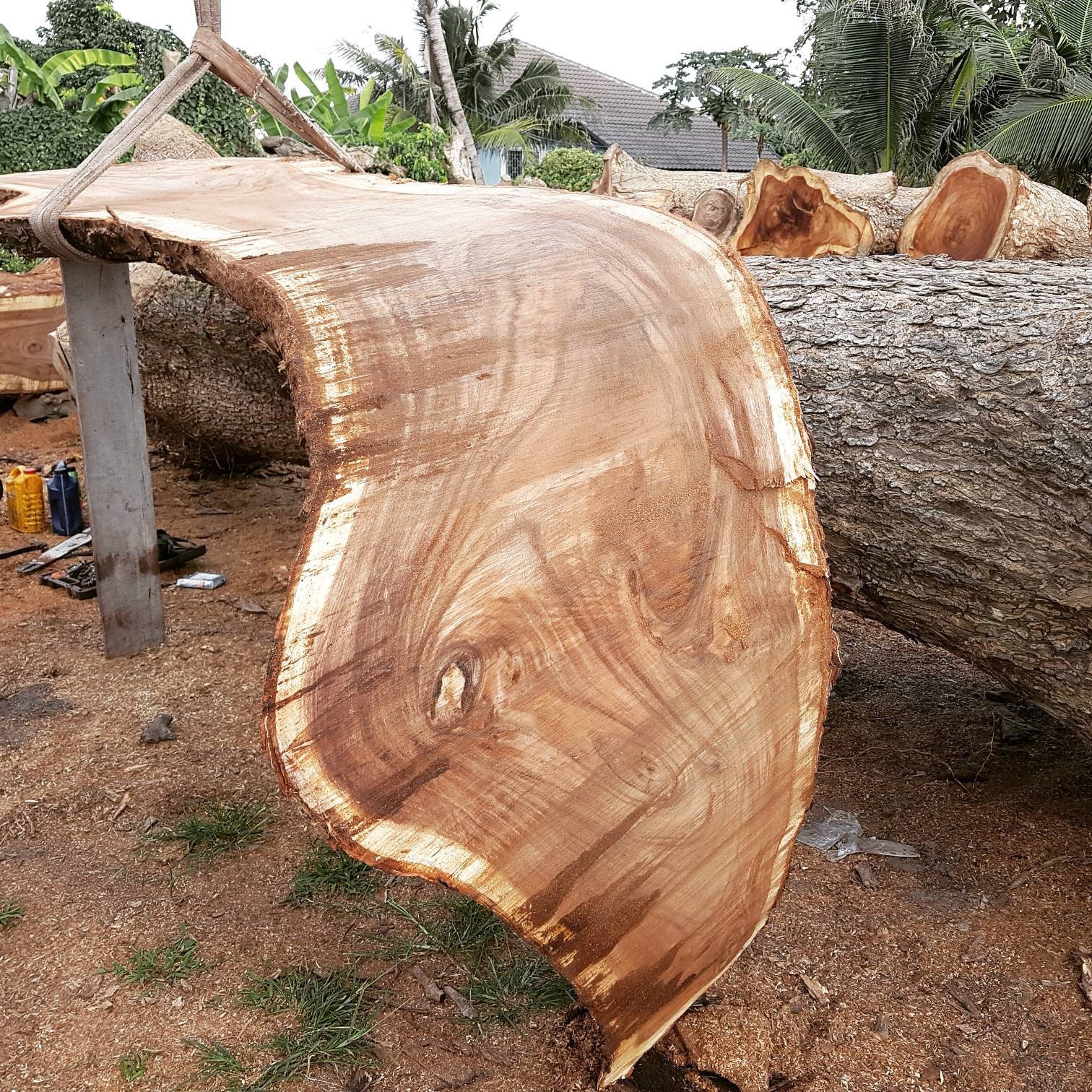 Acacia curved slabs Chamcha wood Suar wood Monkey pod wood Etsy