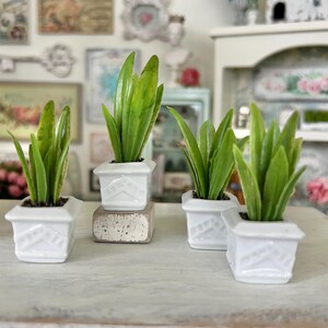 Peut inclure: Quatre pots en céramique blanche avec des plantes vertes feuillues. Les pots ont un motif en diamant décoratif et sont disposés sur une surface en bois blanchi à la chaux.