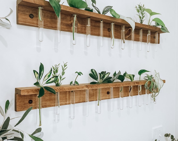 Pine Plant Propagation Station: Wall Hanging with Test Tubes