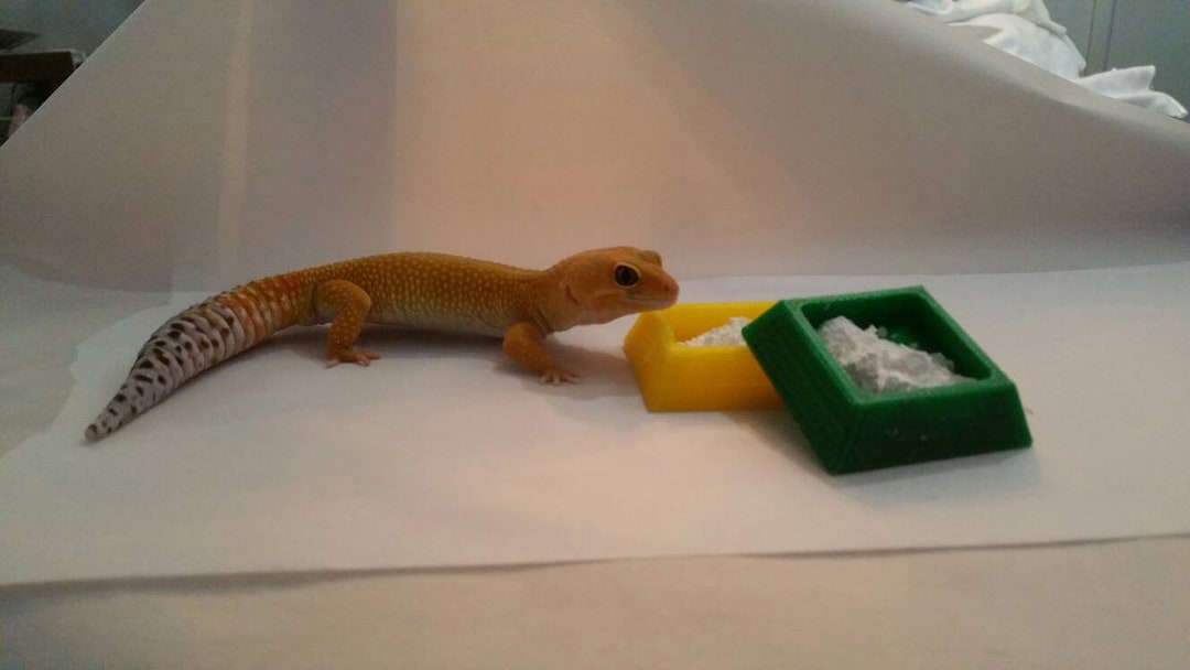 Leopard Gecko Notip Pyramid Calcium Bowl Bearded Dragon Food Etsy