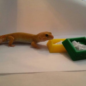 Leopard Gecko no-tip Pyramid Calcium Bowl, Bearded Dragon food bowl