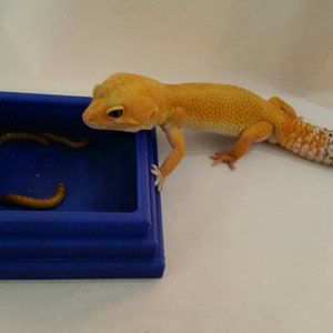 Reptile Step Pyramid No Escape Worm Bowls