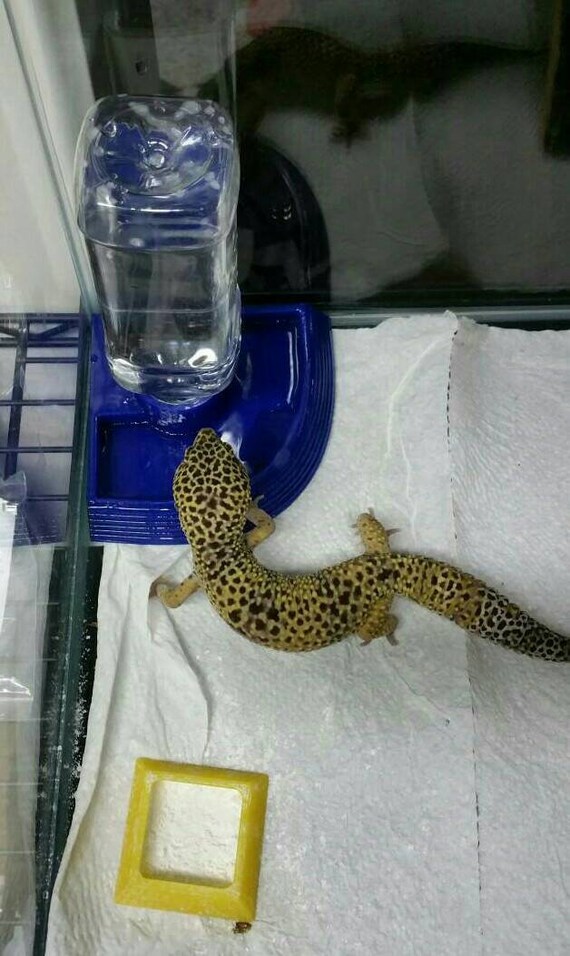 Gecko water bowl hot sale