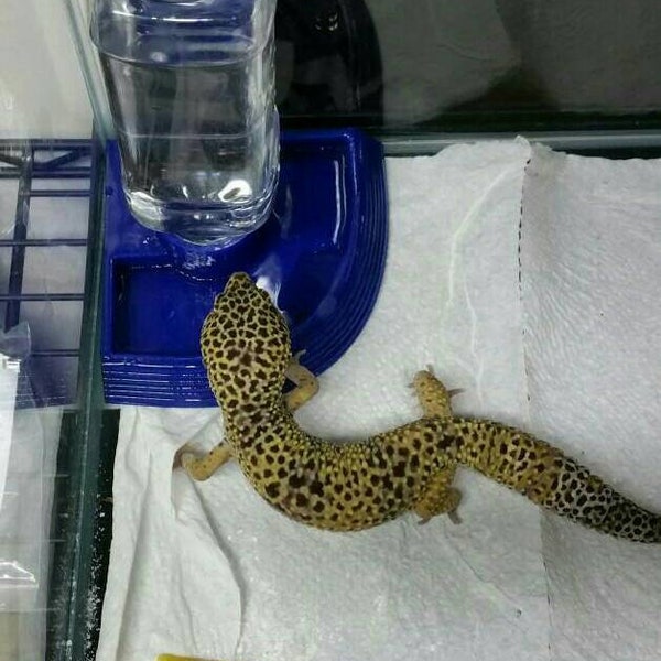 Snake Water Bowl Etsy