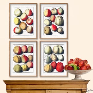 Apples Botanical Prints Antique Apple Varieties Pomology Fruit Digital Download Kitchen Decor Kitchenalia Wall Art Posters Home Decor