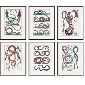 Snake Printable Digital Downloads Prints Set of 4 Antique Reptile Seba Zoology Herpetology Natural History Biology Man Cave Herpetology