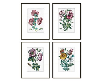 Antique Botanical Prints, 18th Century Flower Engravings (Digital Download)