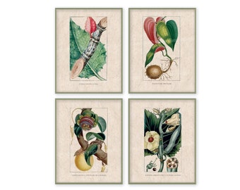 Puede incluir: Cuatro ilustraciones botánicas vintage que presentan dibujos detallados de plantas con hojas verdes, flores y raíces. Las ilustraciones están enmarcadas en un marco verde claro y tienen un fondo beige.