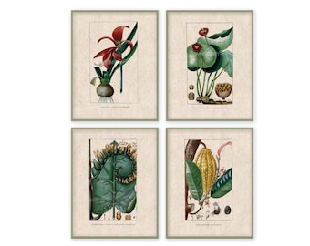 Puede incluir: Conjunto de cuatro estampados botánicos con ilustraciones detalladas de plantas. Las estampas están enmarcadas en un marco verde sencillo y tienen un fondo crema. Las plantas se representan en un estilo realista con colores vibrantes. Las estampas incluyen una flor roja con un bulbo, una planta verde con una flor amarilla, una planta verde con una forma espiral y una fruta amarilla con hojas verdes.