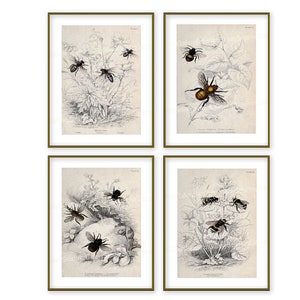 Bee Prints Digital Download Honey Beekeeper Apiarist Honeybee Antique Entomolgy Colored Engraving Apiary Nature Study Apis Wall Art Decor cl