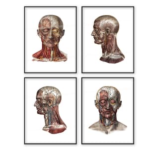 Anatomy Print Human Head Neck Circulation Antique Engraving Medical Science Physiology Surgery Wall Art Decor Hand Colored Diagram co