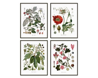 Puede incluir: Conjunto de cuatro ilustraciones botánicas que presentan dibujos detallados de varias plantas, incluyendo una planta de frambuesa, una amapola, una planta de lúpulo y una planta de malva. Cada ilustración incluye el nombre científico de la planta.